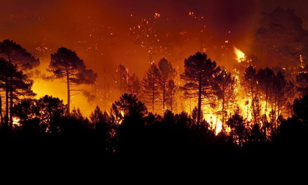 How Well Fire-Resistant Clothing Can Fare in a Forest Fire