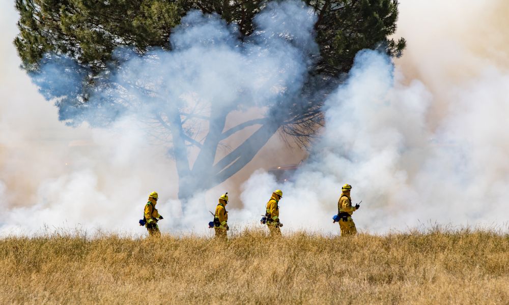 The Top Causes of Forest Fires During Summer